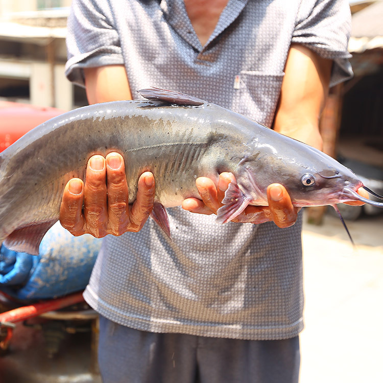 鲶鱼真的非常脏吗?