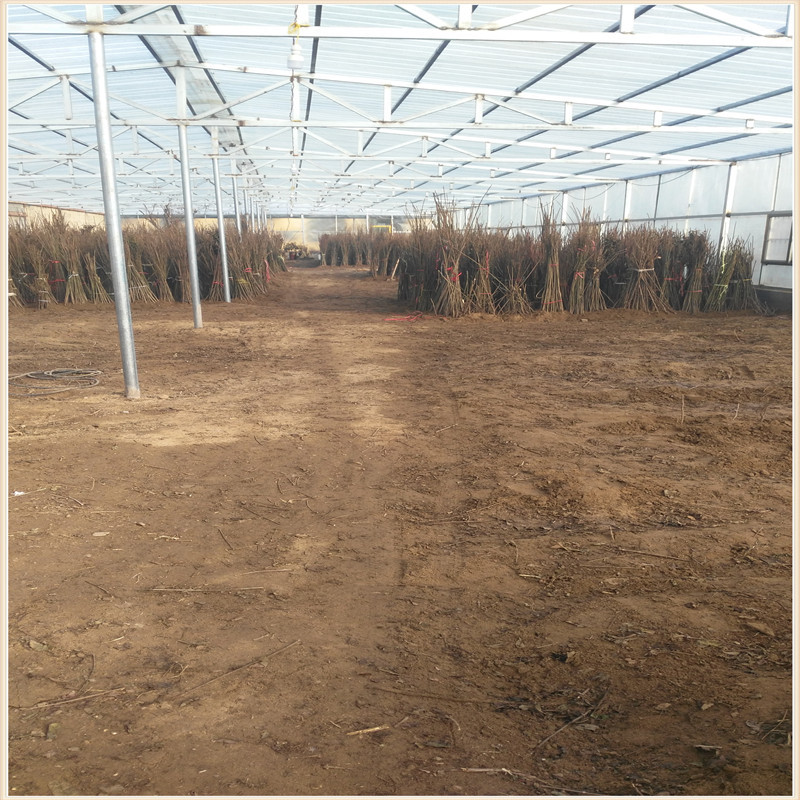 香椿苗假植7天移栽暖棚步骤