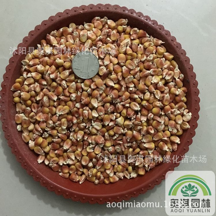 彩色玉米种子 超甜彩虹玉米种 子 甜粘糯七彩玉米种子 高产 到付