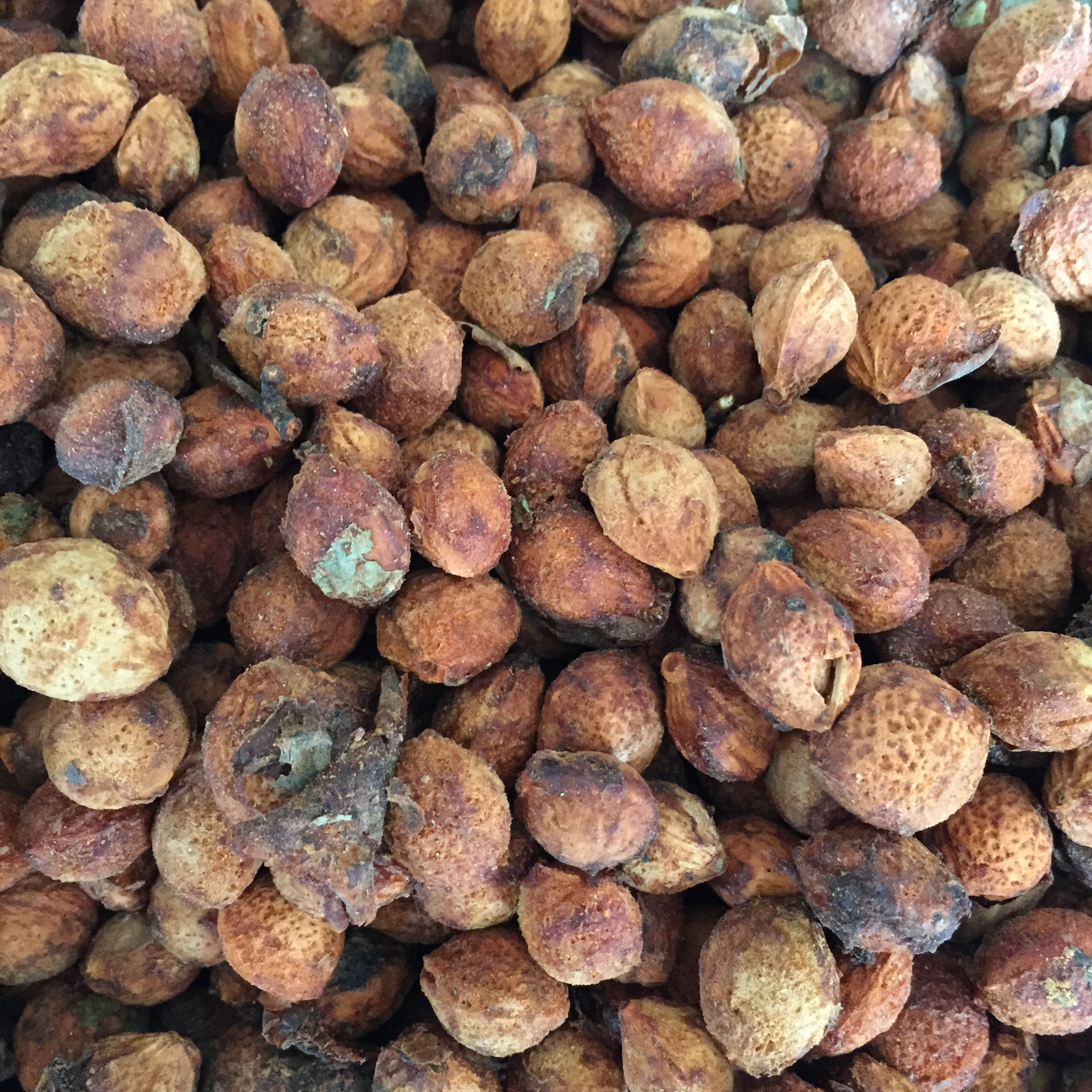 供应新采青梅种子嫁接红梅树 果树种子发芽率高量大优惠