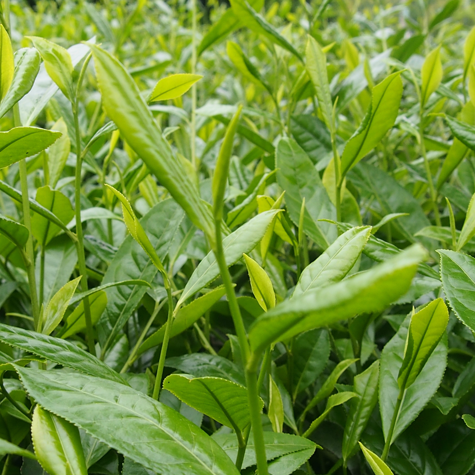 早春贵州毛峰湄潭翠芽凤冈岗锌硒茶批发