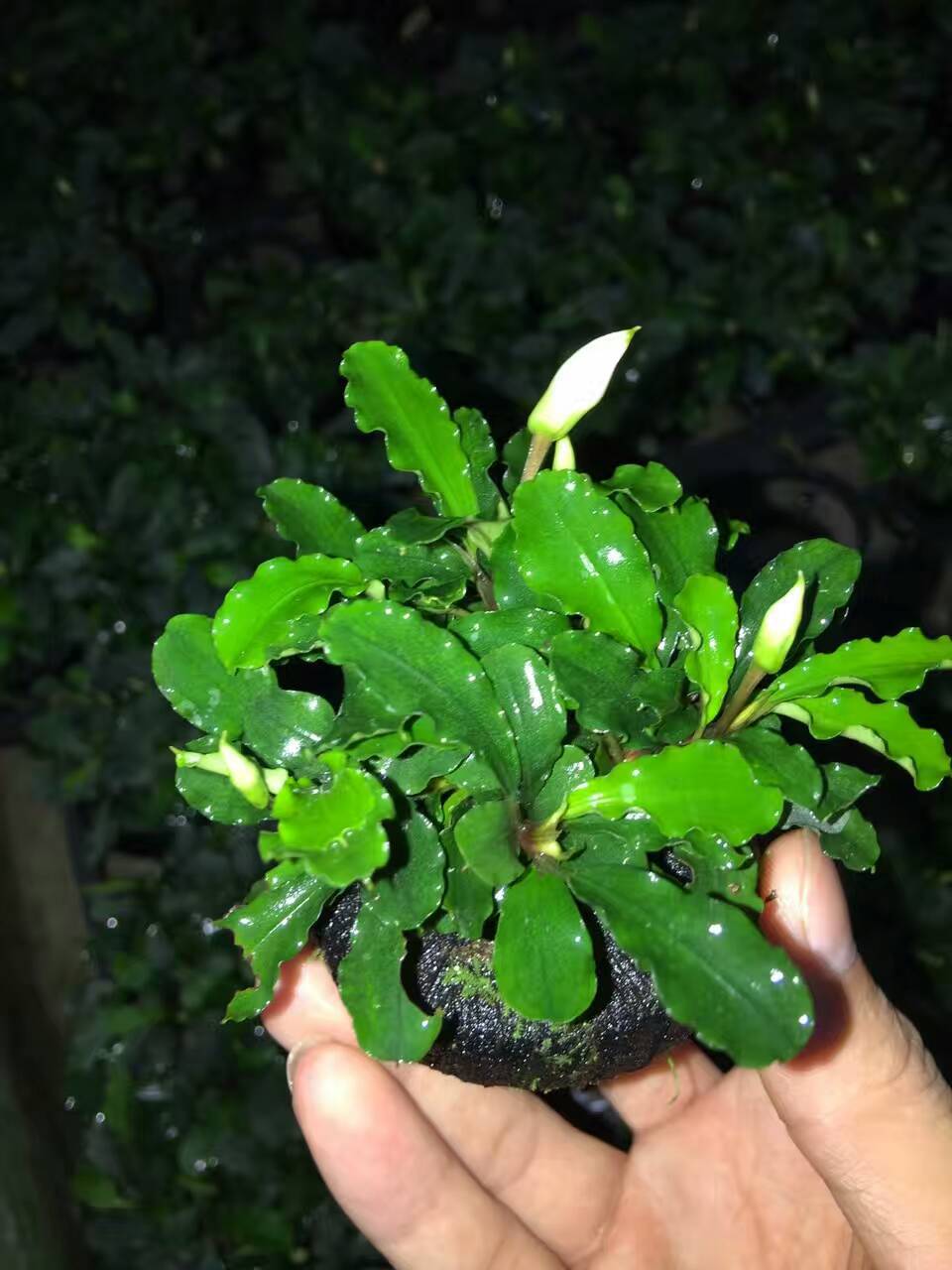 蓝精灵辣椒榕 水榕水草活体水族鱼缸造景懒人小水榕批发光合水草