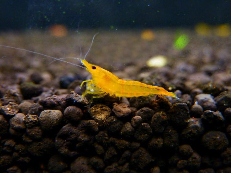 香吉士米虾 橘米虾 草缸观赏虾 宠物虾 除藻虾