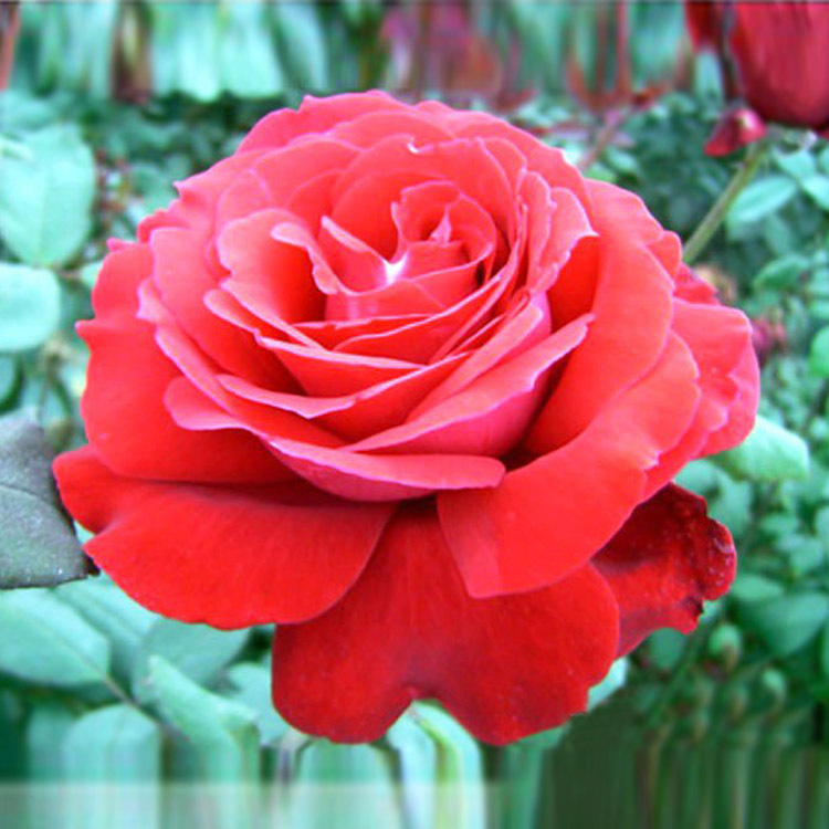 大花月季 大紫光 开花漂亮 长得快 四季开花