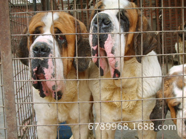 圣伯纳犬图片￥圣伯纳犬价格及图片￥圣伯纳幼犬多少钱一只