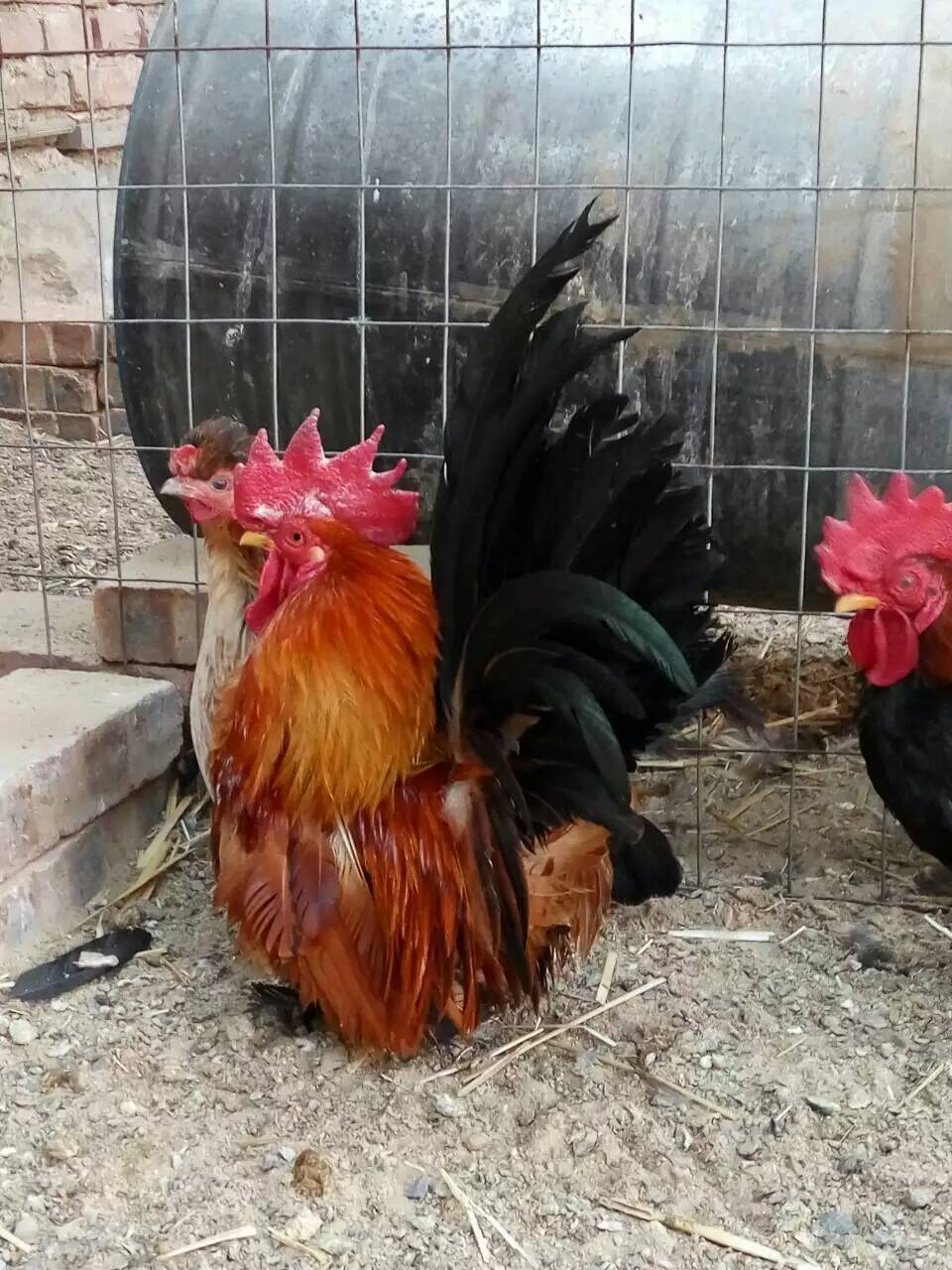 黑色长尾鸡苗的价格,元宝鸡批发商,雪花绣球鸡苗