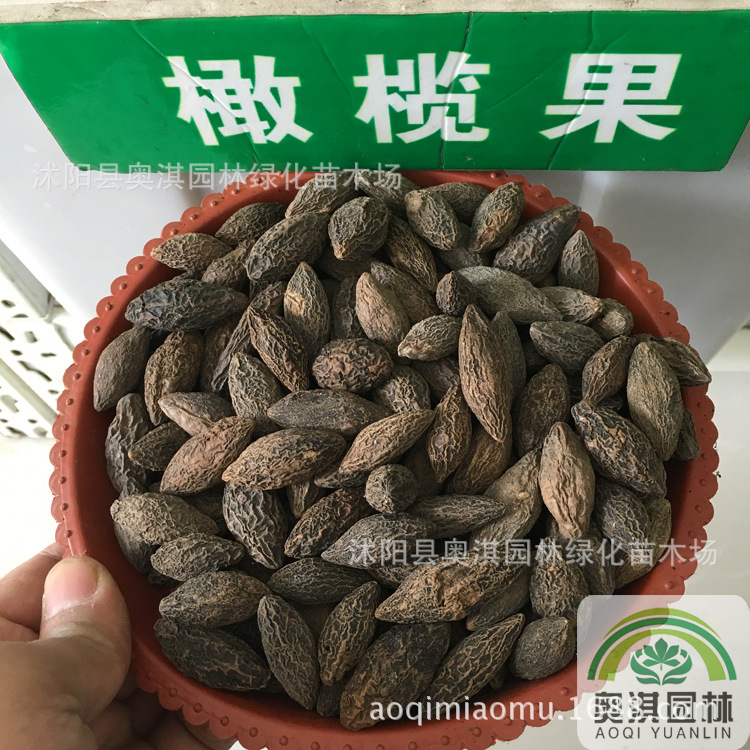 橄榄种子 油橄榄种子 齐墩果橄榄果谏果青果种子量大优惠货到付款