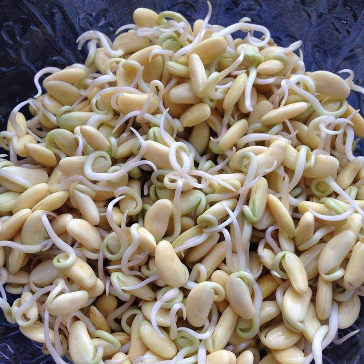 黄豆芽豆出口级别发芽率高达98%的黄豆小芽豆690