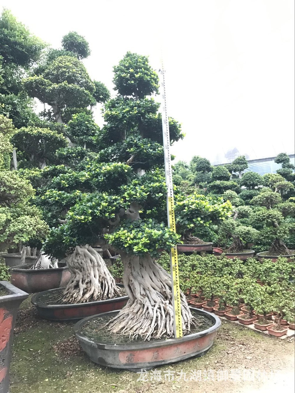 福建4米小叶榕树桩头价格 小叶榕桩景价格 造型小叶榕古桩报价
