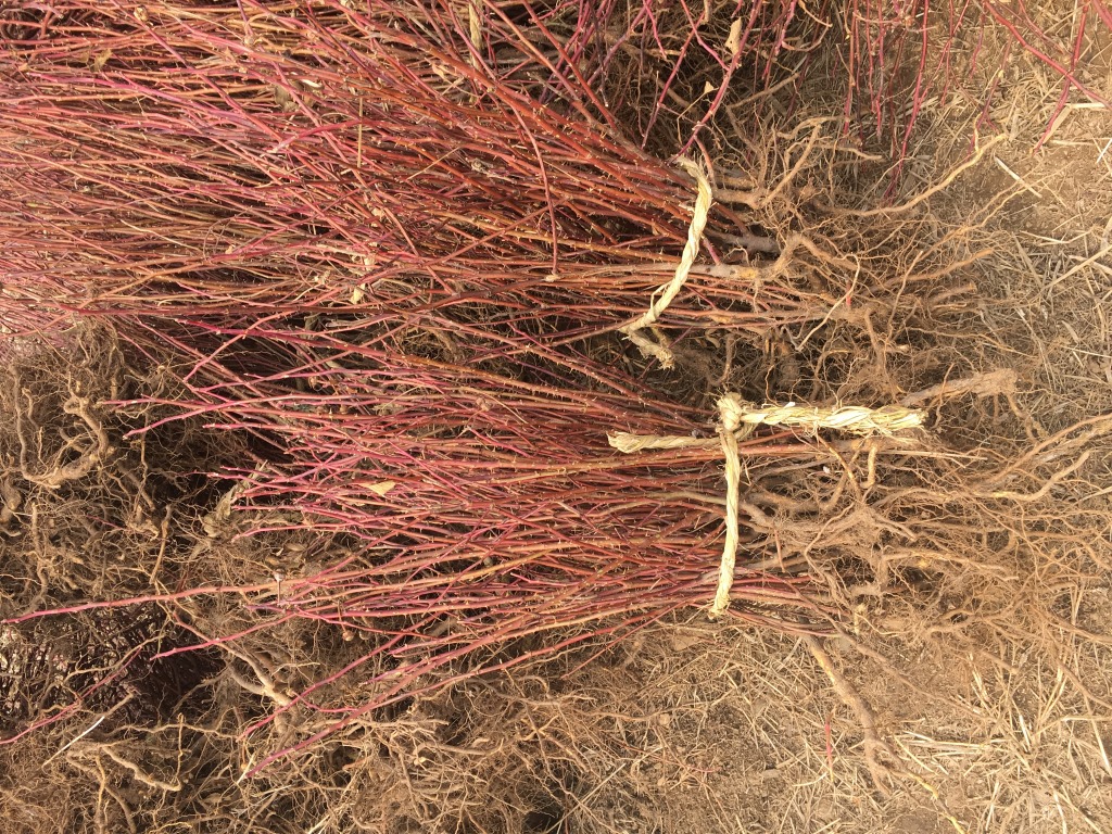 批发冷香玫瑰二年苗 60-80公分高 产花量大 观赏效果好