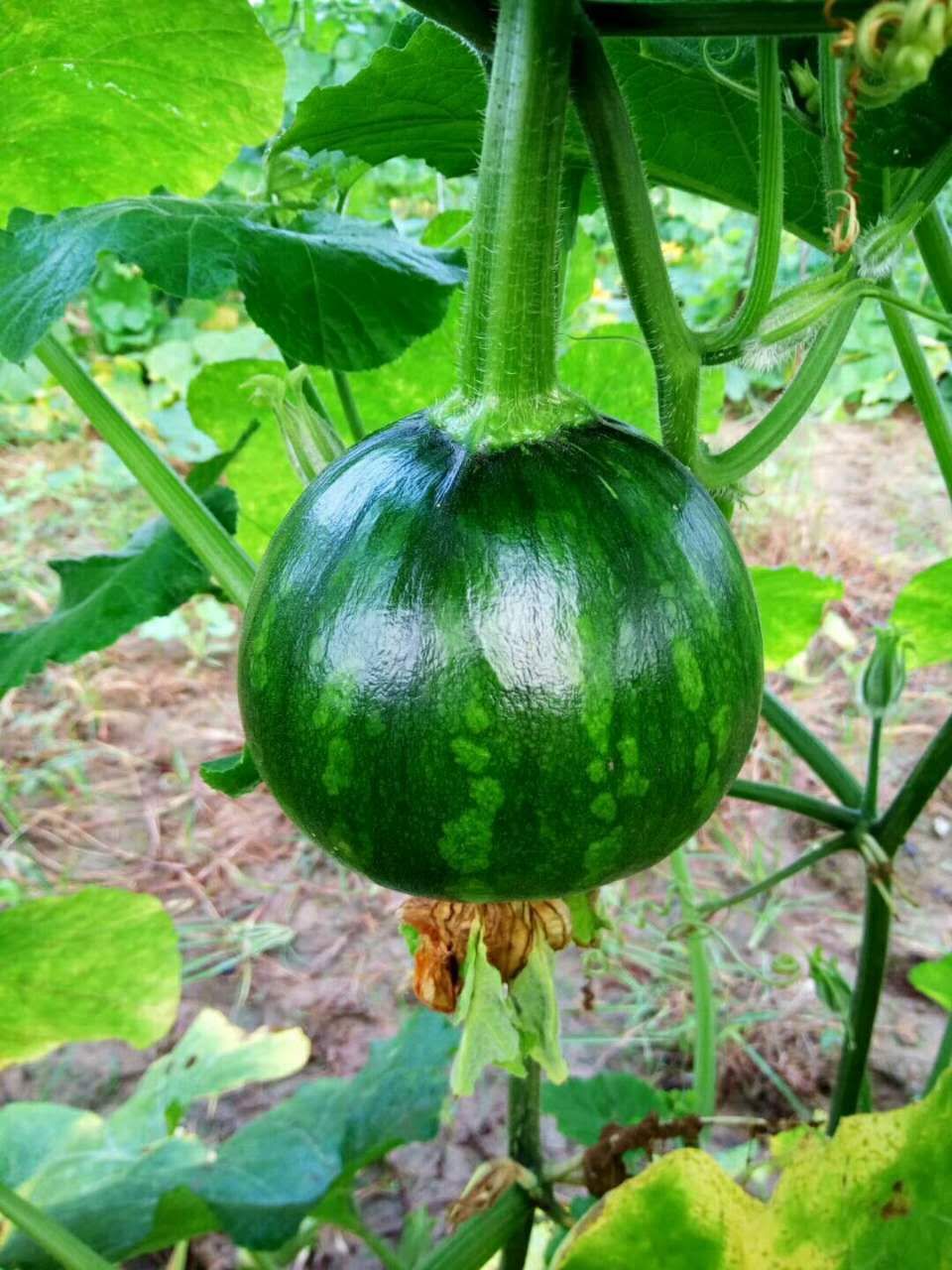 重庆南瓜种子批发小青瓜种子青皮小南瓜种子10g精品一串铃2号种子