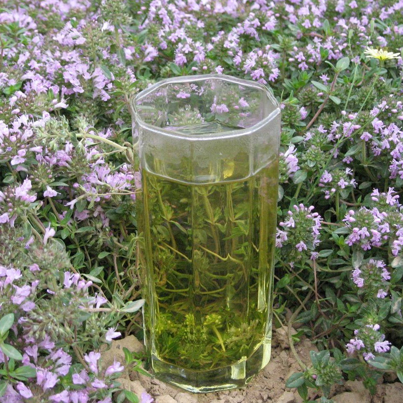 地椒茶叶百里香花茶 地椒子提取物 宁夏地椒花草茶淘货源代理批发