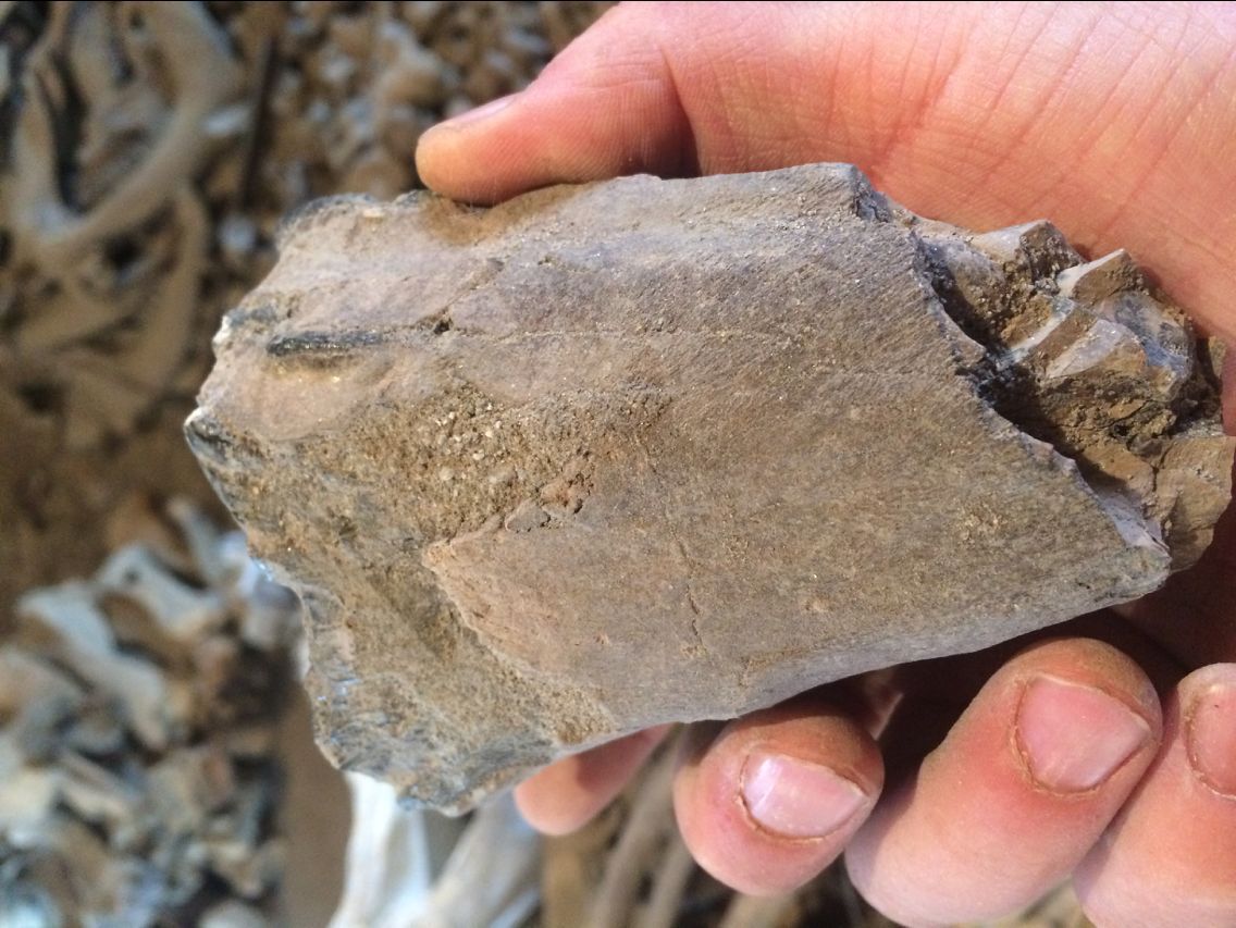 龙骨 五花龙骨 青龙骨 煅龙骨 龙齿 正宗龙骨