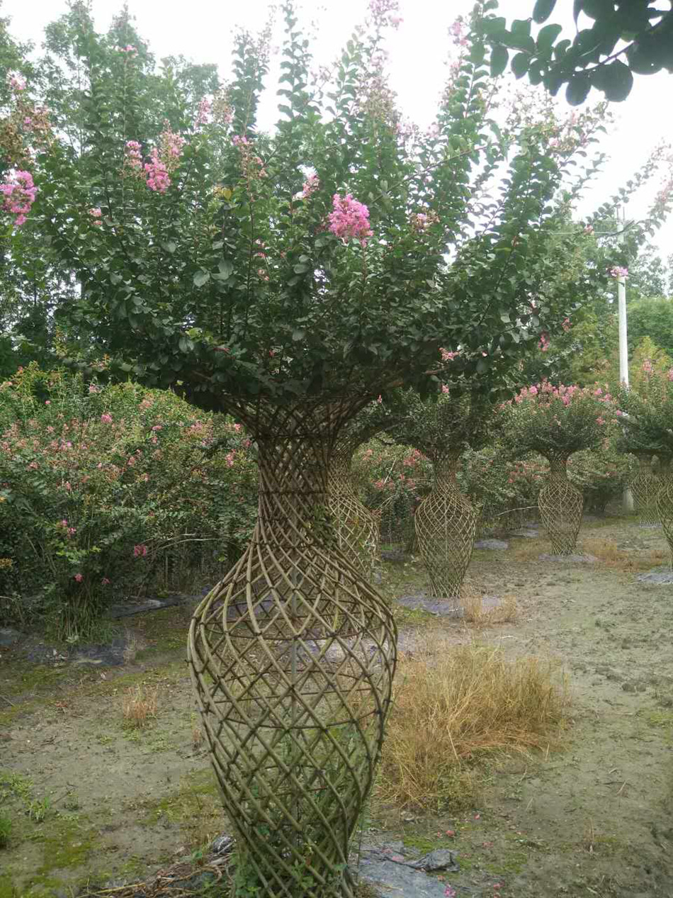 紫薇瓶子 紫薇造型景观树 紫薇编艺花瓶 工程绿化植物 庭院绿篱
