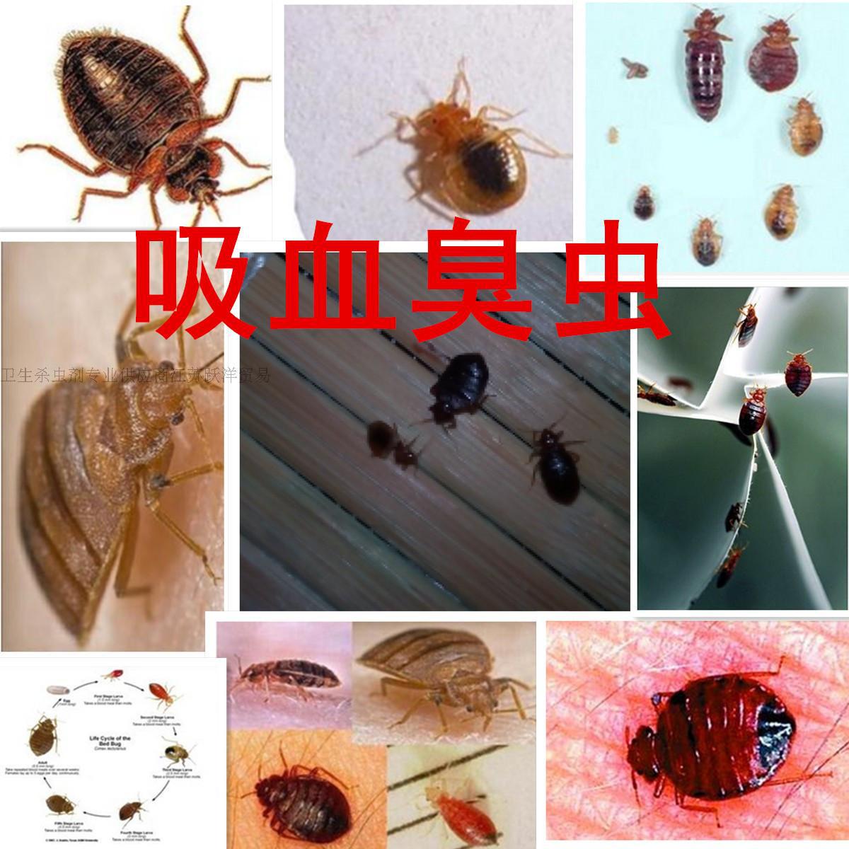 卫豹10%胺氯菊超低容量喷雾驱杀臭虫蚊子苍蝇跳蚤虱螨虫蜱虫包邮