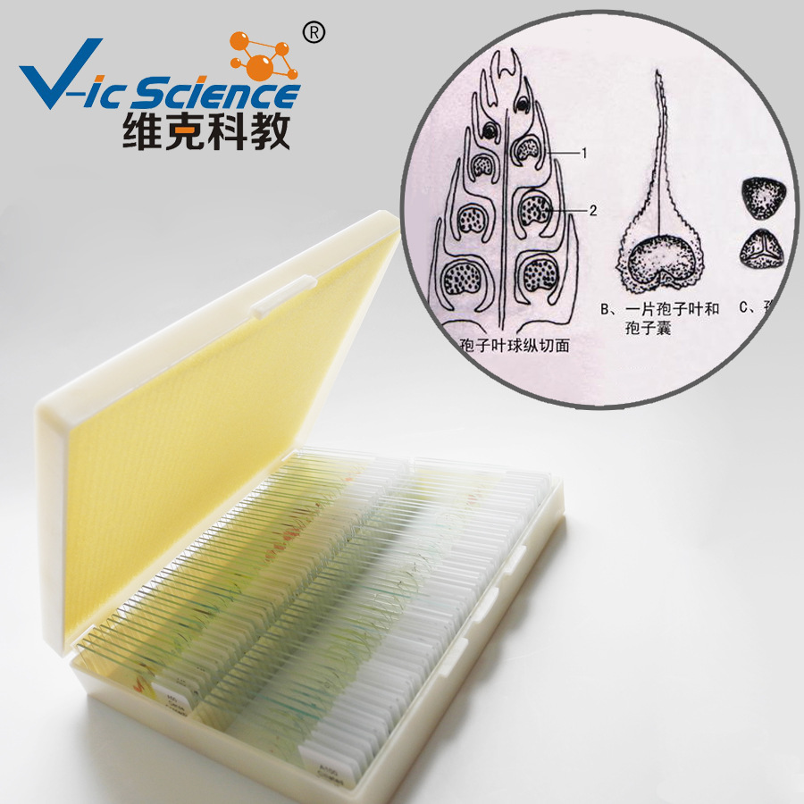 石松孢子叶穗纵切 生物切片 植物类 蕨类 显微镜用