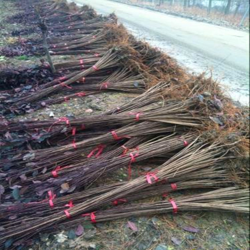 紫叶李树苗绿化苗速生树苗 红叶李树苗 紫叶李小苗 扦插枝条批发