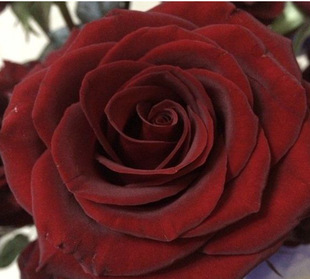 红日花卉 鲜切花玫瑰基地 b级黑魔术 黑玫 鲜花批发一扎20支