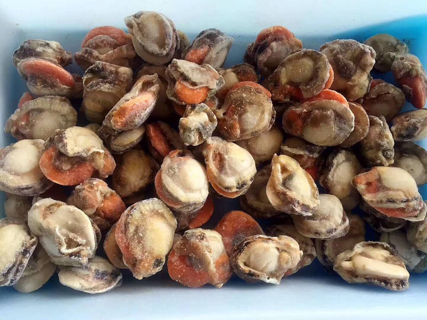 一手货源 原汁冰冻扇贝肉 冰冻海鲜 酒店供应半壳扇贝肉批发