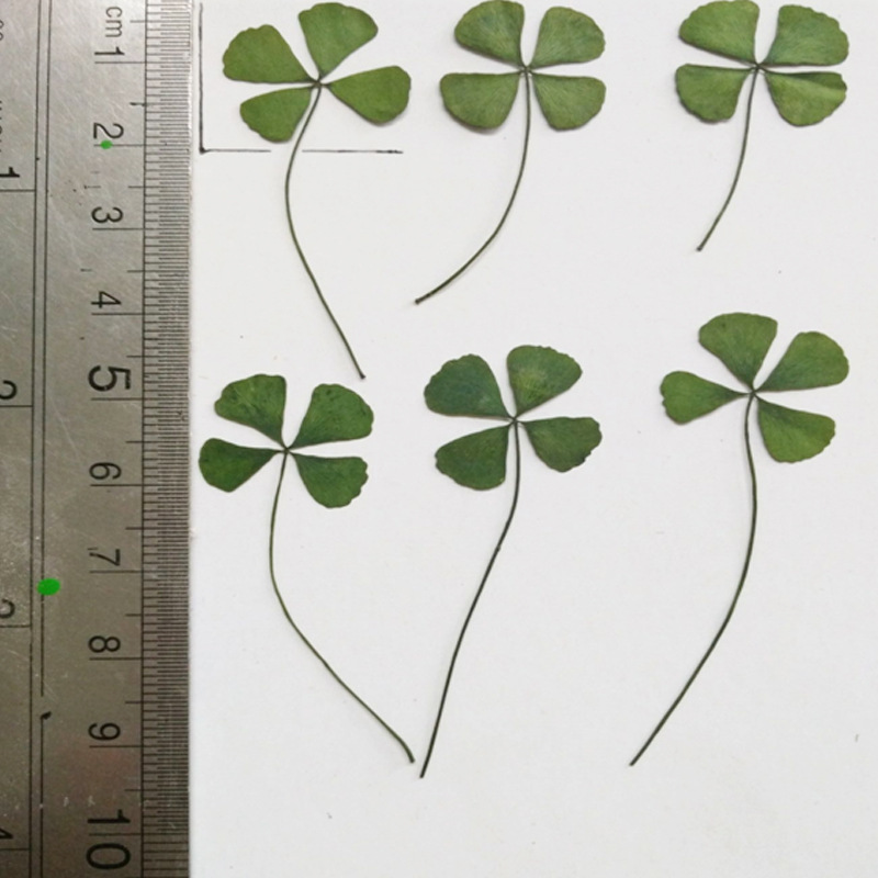 树叶标本diy手工植物标本园四叶草凤尾书签押花干花批发图片