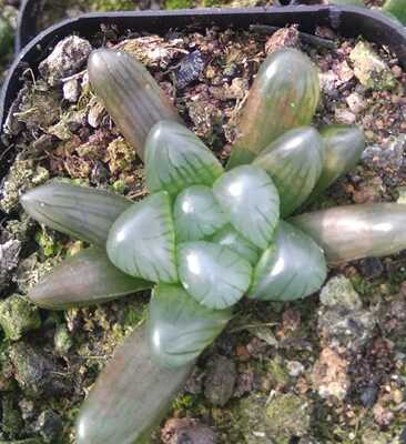 孔明灯玉露 3-5cm