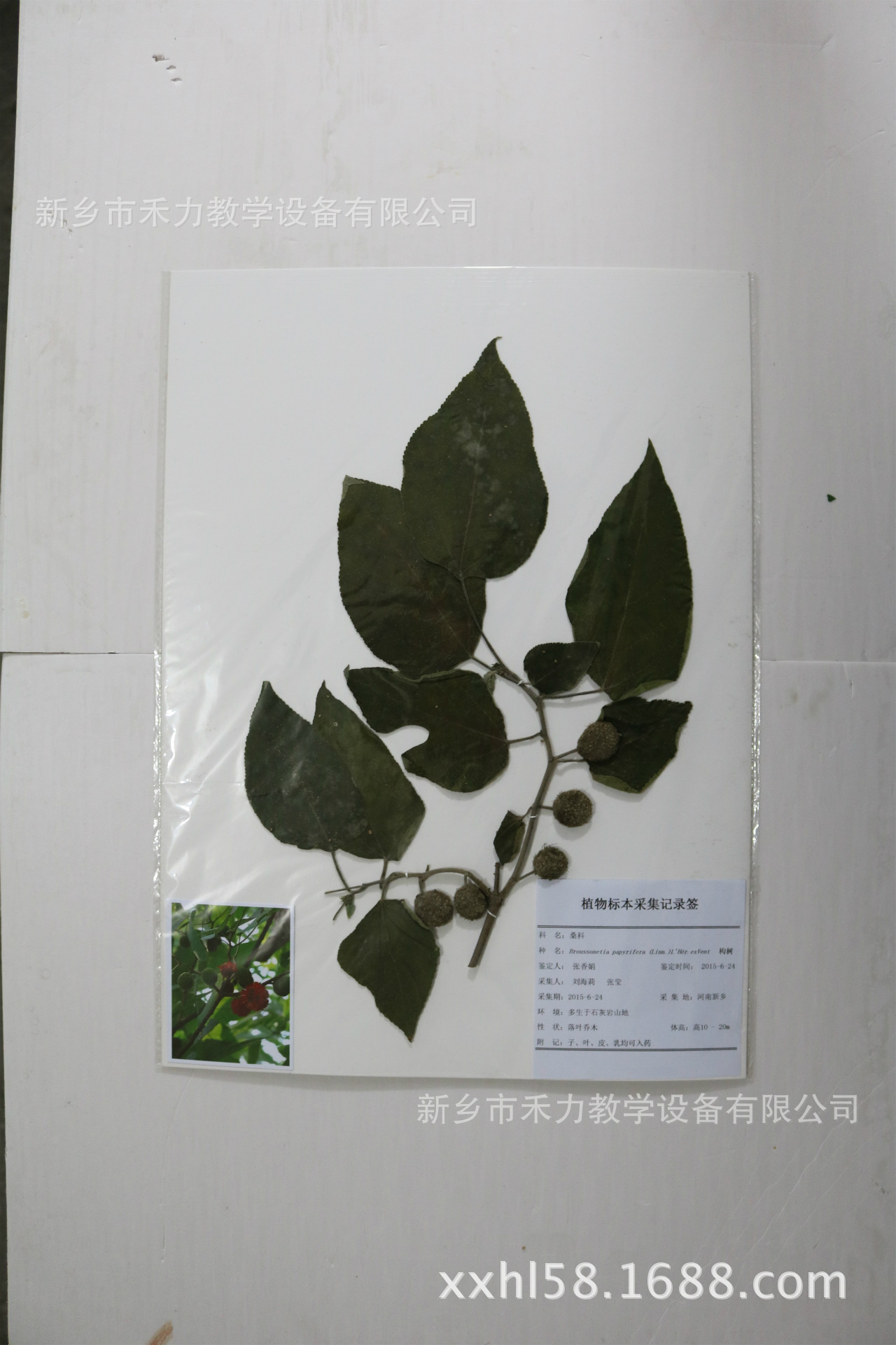 植物构树 植物教学标本生产厂家 简易包装附彩照 台纸