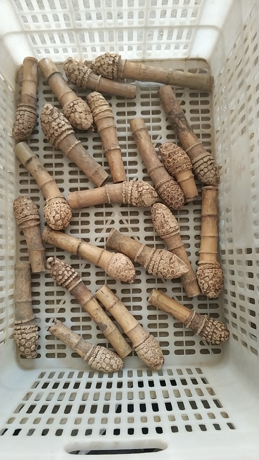 红竹根毛竹根满钉竹根