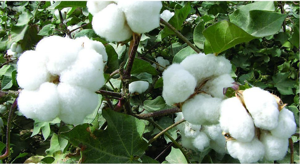 产地优质好棉花.
