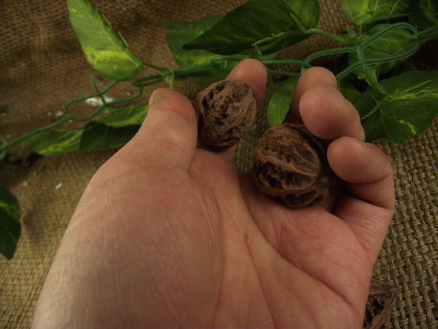 包邮转运狗工艺品 招财猫 野核桃 文玩 把件 一对练手指灵活度