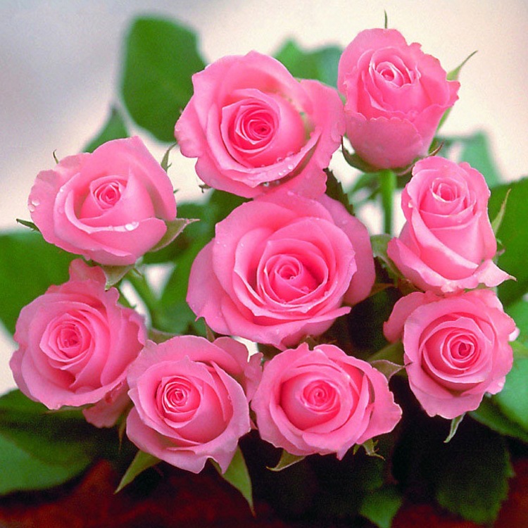 玫瑰花粉玫瑰花浓缩粉