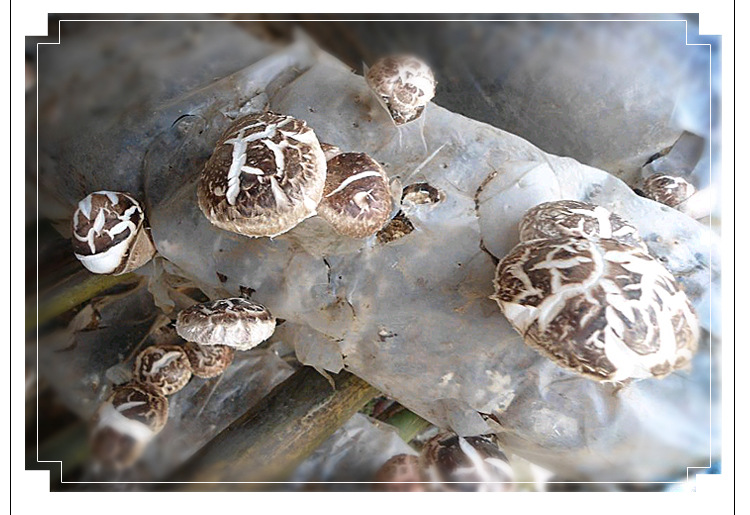 湖北万万香菇菌棒菌种厂家批发政府扶贫好项目