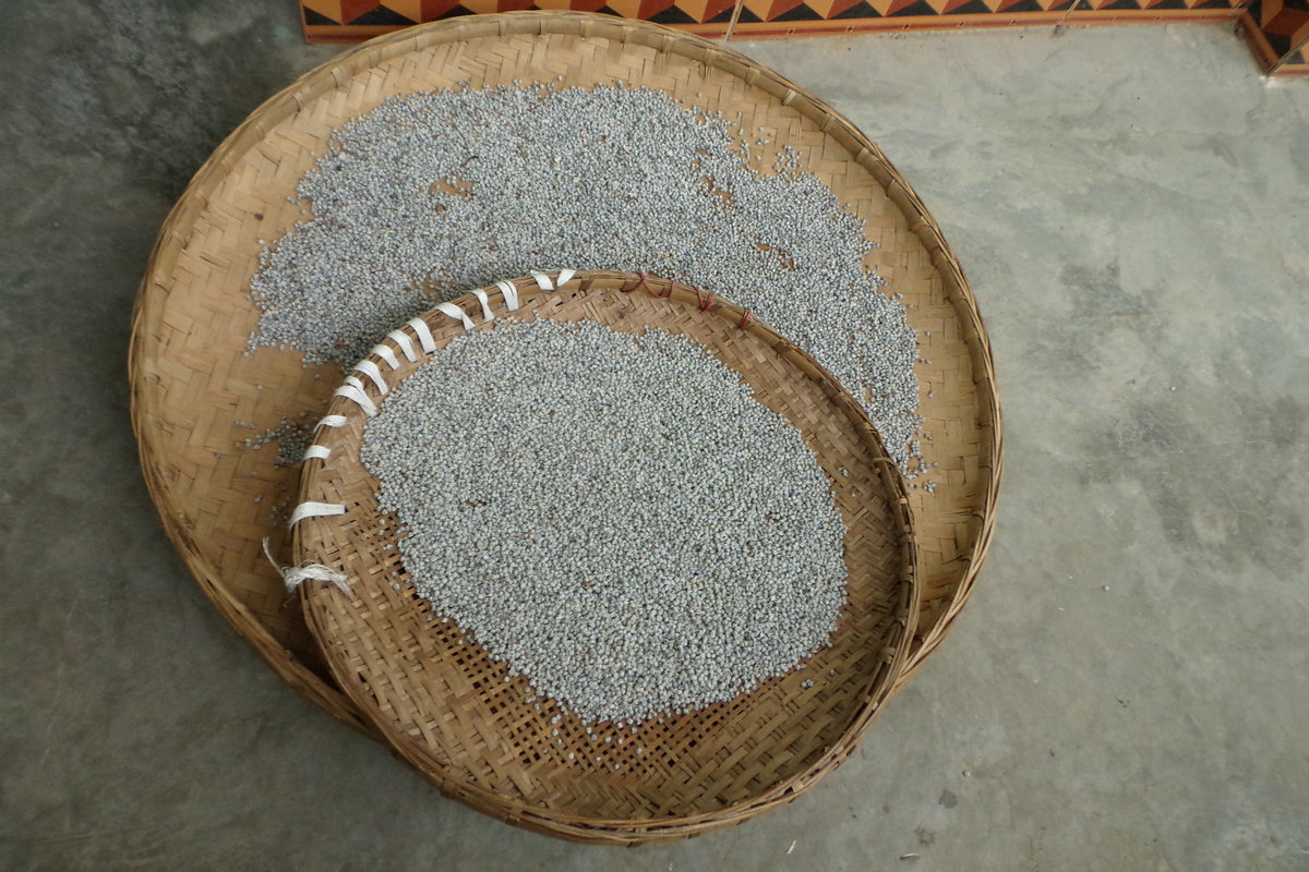 砂仁种子基地供应批发 高发芽率香料砂仁种子砂仁提取物 药材种子