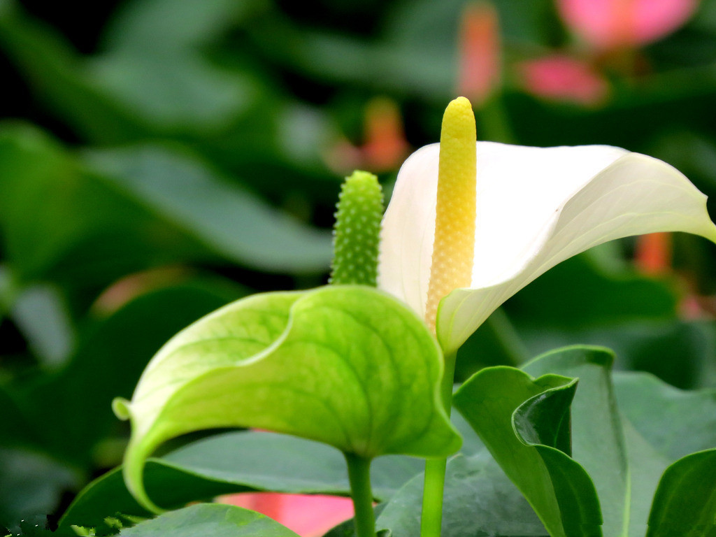 白掌苗盆栽 水培植物 白鹤 芋桌面室内观花 观叶花卉耐阴水养绿植