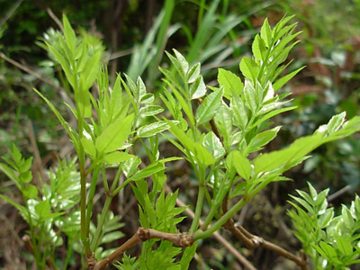 【太土了成叶莓茶】野生茅岩莓茶优质野藤茶花茶