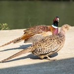 color=red></p></a>活体 /font>野鸡七彩 font color=red>山鸡 /font>母鸡 