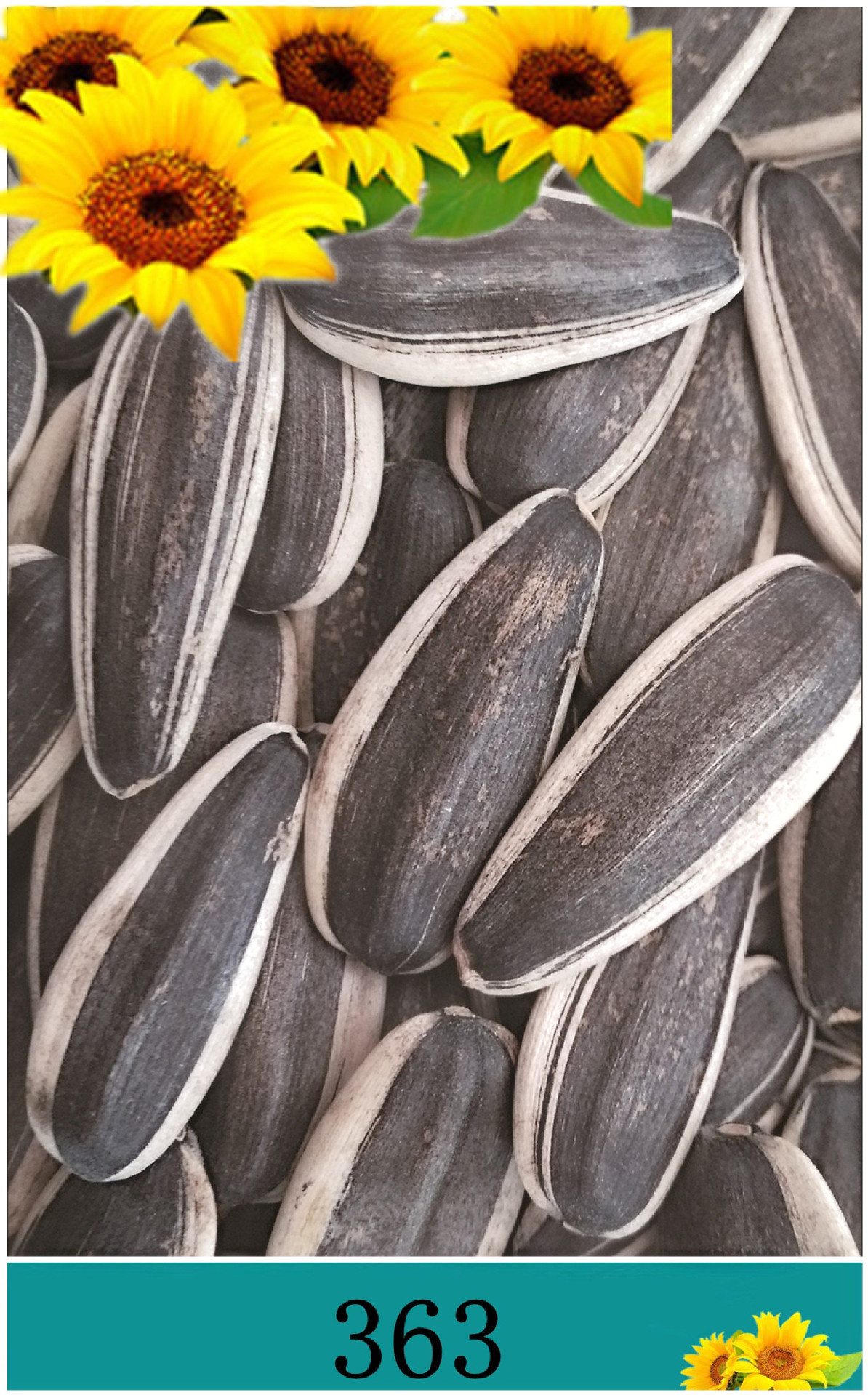 内蒙古特产葵花籽(363)特大的葵花籽焦糖瓜子原料