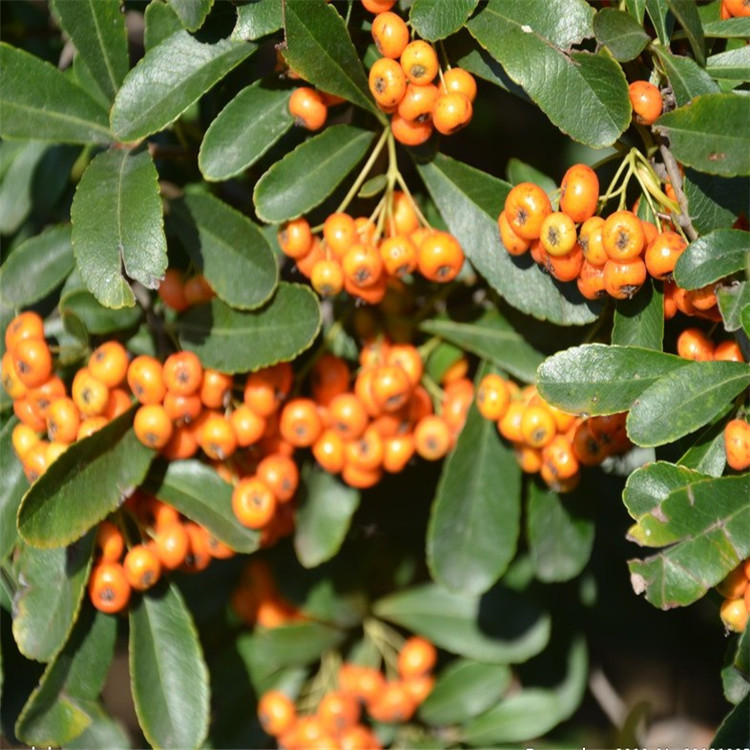 新采苗木种子火棘种子基地直销 质量保证 发芽率高 量大优惠