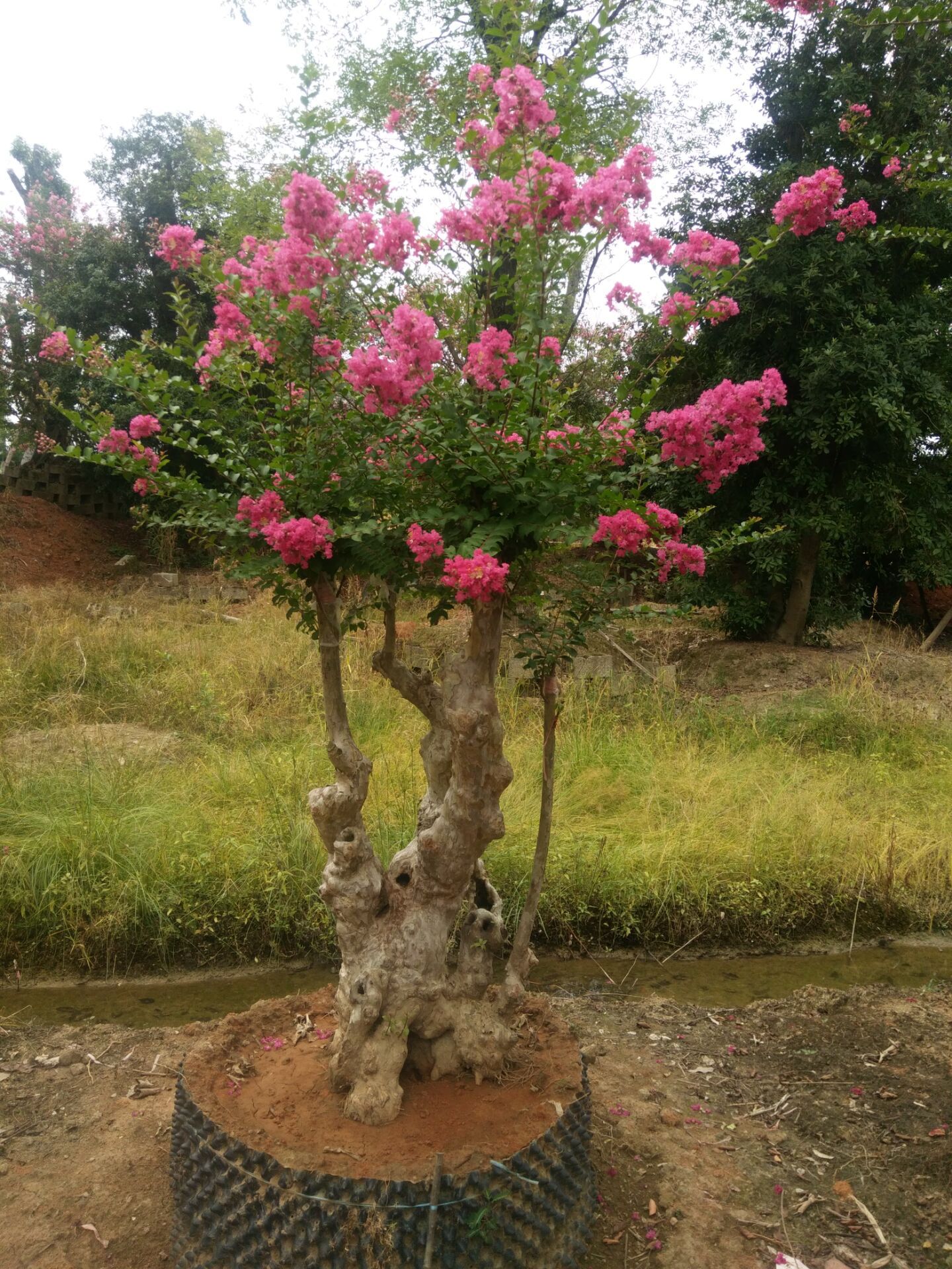 批发造型紫薇桩树苗 庭院古桩风景树市政园林绿化苗木 基地直销