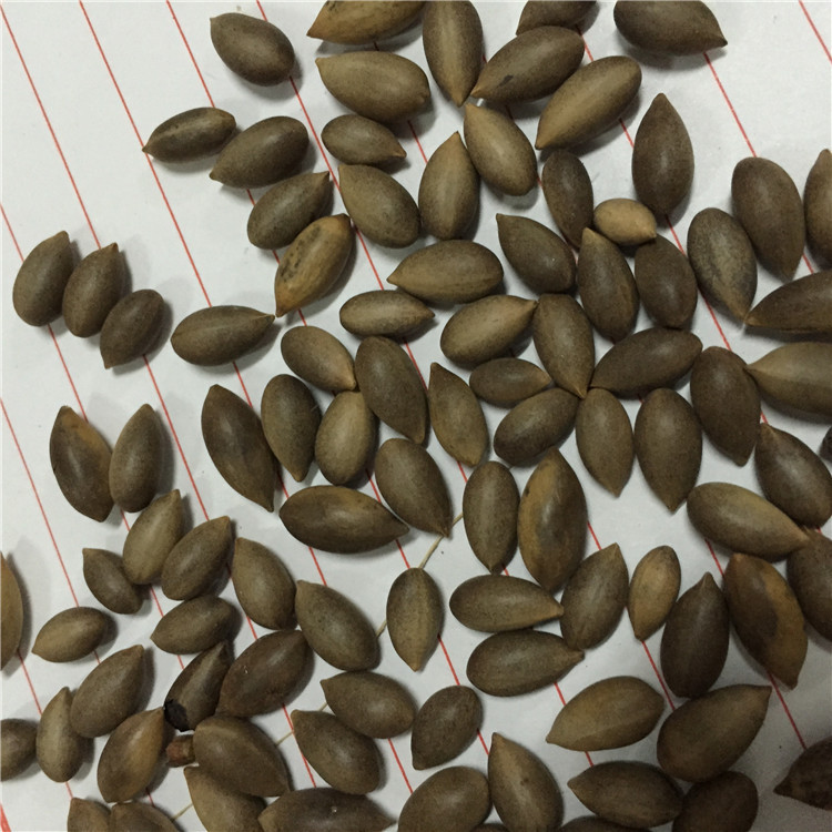 供应闽楠种子金丝楠木种子全国包邮发芽率高闽楠种子现货批发