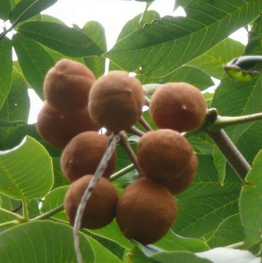 中药材 索罗果 泰顺达生物科技