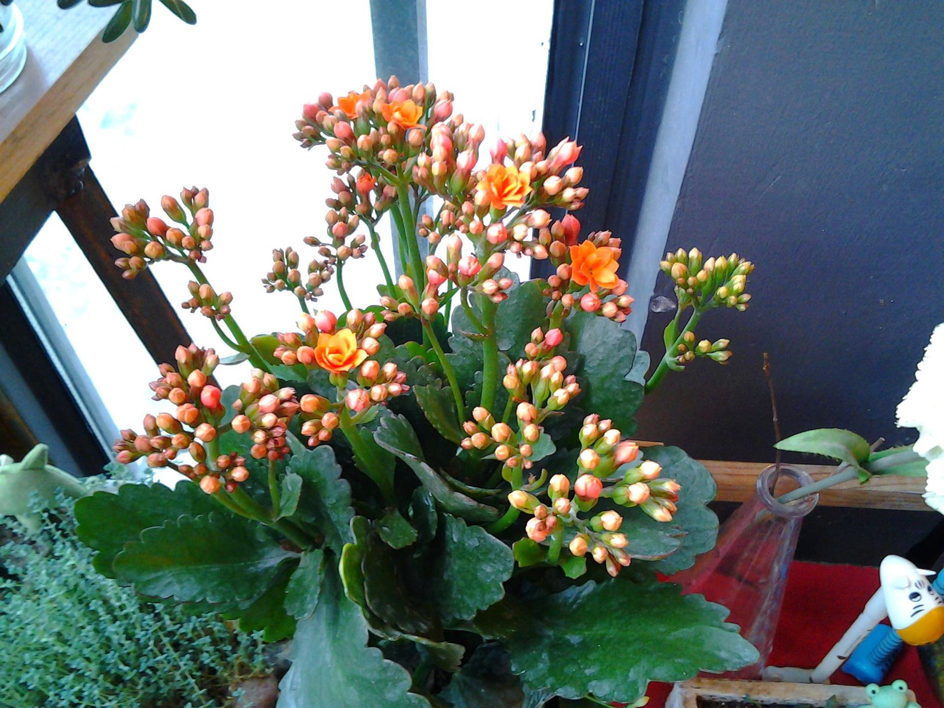 长寿花 四季盆栽绿植 重瓣花卉 阳台室内橱窗 办公室桌面水培植物