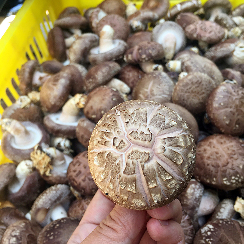 香菇鲜菇食用菌销售808品种135五香一号939批发