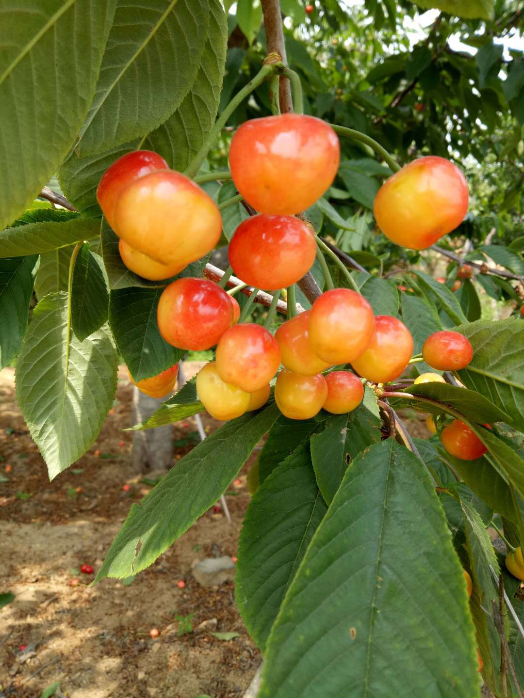 樱桃新品种白玉樱桃苗价格低嫁接苗保品种果实大口感好抗旱能力强