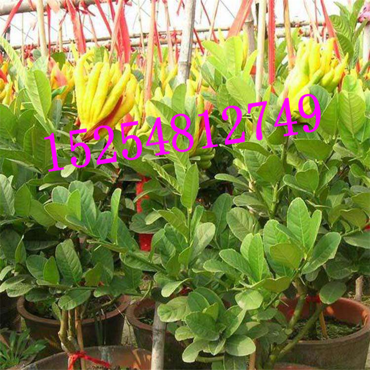 佛手树苗批发果树苗果树苗佛手苗一级果苗