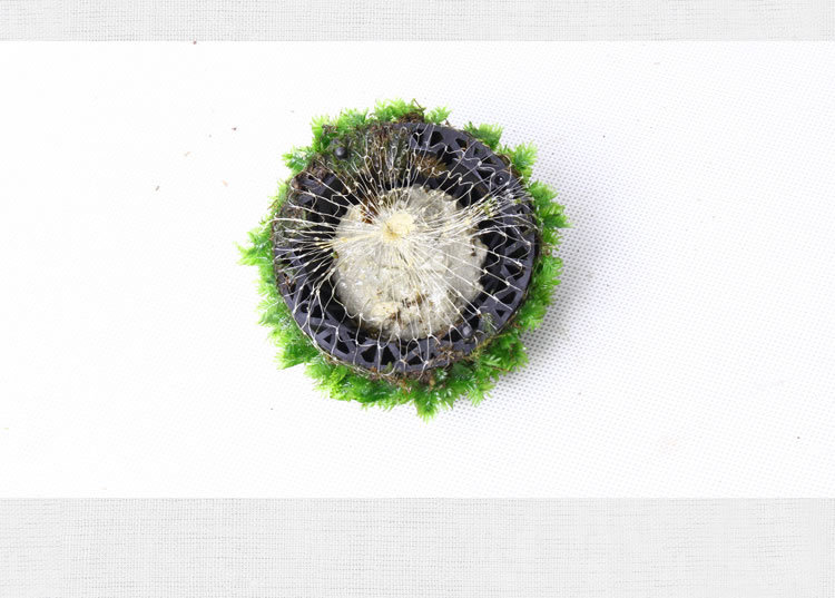 凤尾苔莫斯半球 观赏虾水晶虾缸鱼缸水草造景 水草批发 莫丝 活体