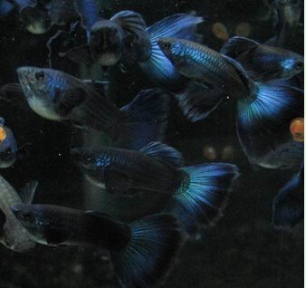 莫斯科蓝孔雀鱼 墨兰孔雀鱼 闪电蓝 冰蓝 孔雀鱼 孔雀 热带鱼 活