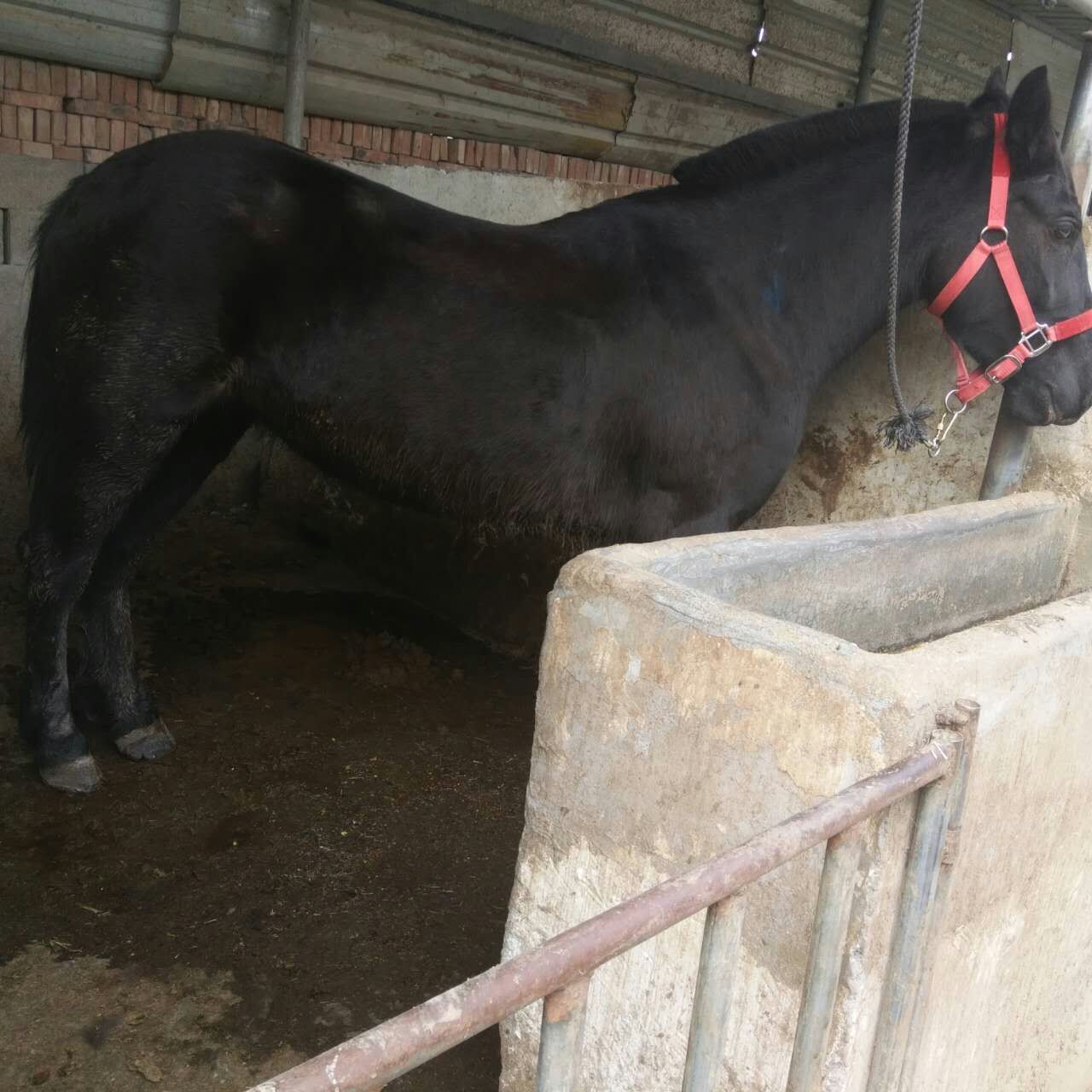 景区骑乘马 出售跑马圈适合的马匹品种伊犁马繁殖出售包运输