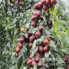 苗圃出售枣树苗1-1.5米高嫁接枣树苗 无核黑枣 当年坐果 盆栽地栽