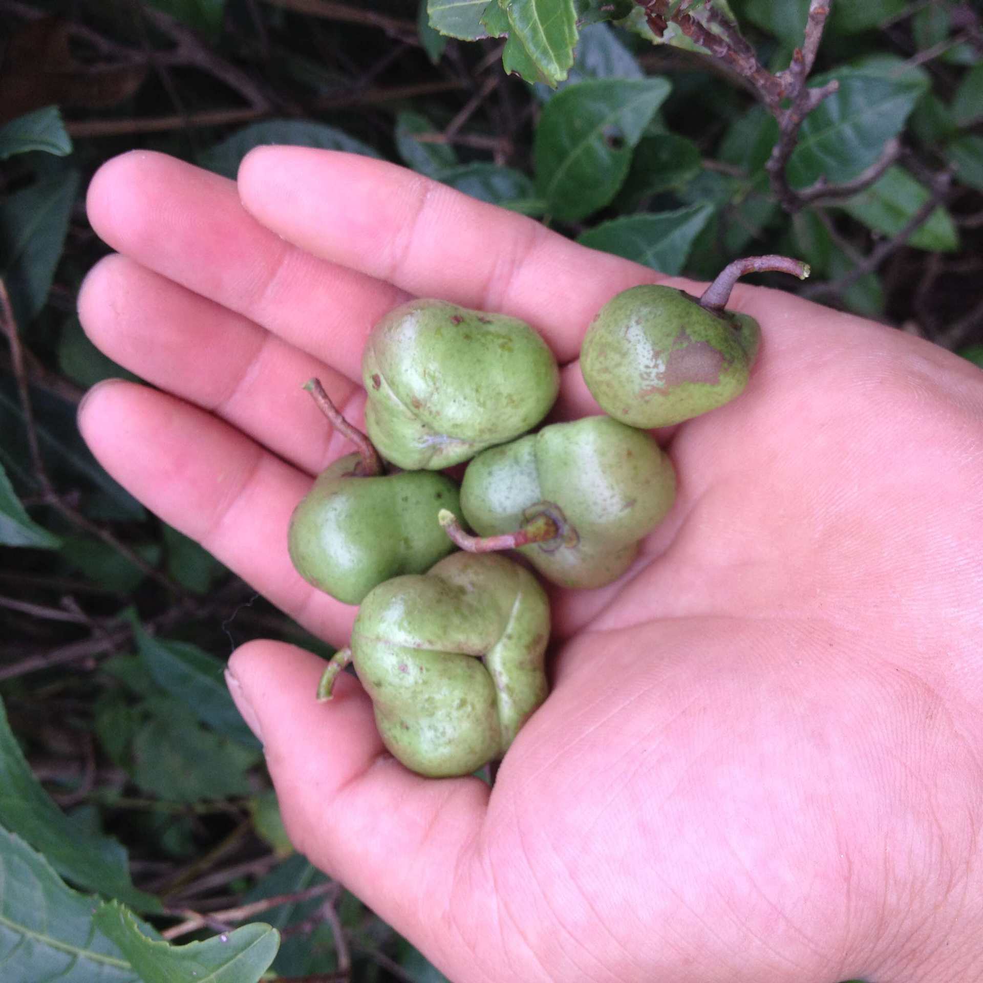 产地直销茶叶籽鲜果特价直销茶叶籽鲜果湖北优良农作物种子批发