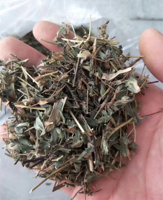 供应中药材 鸡眼草 冷背 掐不齐 人字草 鸳鸯草 夜关门 瞎眼草